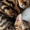 Bengal kittens for sale photo 11