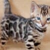 Bengal kittens for sale photo 12