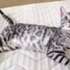 Bengal kittens for sale photo 13