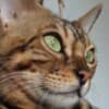 Bengal kittens for sale photo 14