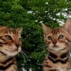 Bengal kittens for sale photo 15
