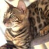 Bengal kittens for sale photo 16