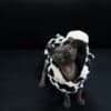 Sphynx Kittens For Sale photo 2