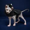 Sphynx Kittens For Sale photo 1