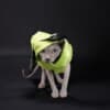 Sphynx Kittens For Sale photo 4