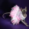Sphynx Kittens For Sale photo 5