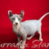 Sphynx Kittens For Sale photo 6
