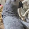 Lovely African Grey Parrots Available photo 2