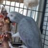 Lovely African Grey Parrots Available photo 3