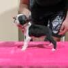 Boston Terrier Puppies for Sale photo 1