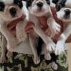 Boston Terrier Puppies for Sale photo 2