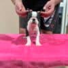 Boston Terrier Puppies for Sale photo 3