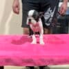 Boston Terrier Puppies for Sale photo 4