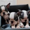 Boston Terrier Puppies for Sale photo 5