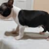 Boston Terrier Puppies for Sale photo 6