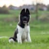 American Akita puppies photo 1