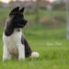 American Akita puppies photo 2