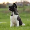 American Akita puppies photo 3