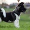 American Akita puppies photo 4