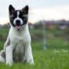 American Akita puppies photo 5