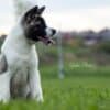 American Akita puppies photo 6