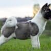 American Akita puppies photo 7