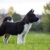 American Akita puppies photo 9