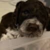 Lagotto Romagnolo  puppies photo 1