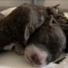 Lagotto Romagnolo  puppies photo 2