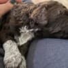 Lagotto Romagnolo  puppies photo 3