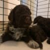 Lagotto Romagnolo  puppies photo 4