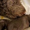 Lagotto Romagnolo  puppies photo 5