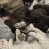 Lagotto Romagnolo  puppies photo 6