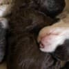 Lagotto Romagnolo  puppies photo 7
