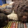 Lagotto Romagnolo  puppies photo 8