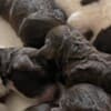 Lagotto Romagnolo  puppies photo 9
