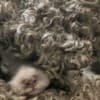 Lagotto Romagnolo  puppies photo 10