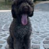 Lagotto Romagnolo  puppies photo 11