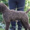 Lagotto Romagnolo  puppies photo 12