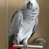 Female African Grey Parrots for Sale photo 1