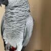 Female African Grey Parrots for Sale photo 2