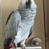 Female African Grey Parrots for Sale photo 3