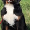 Bernese Mountain Dog photo 1