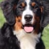 Bernese Mountain Dog photo 2