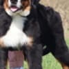 Bernese Mountain Dog photo 4
