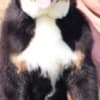 Bernese Mountain Dog photo 5