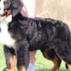 Bernese Mountain Dog photo 6
