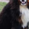 Bernese Mountain Dog photo 7