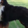 Bernese Mountain Dog photo 8