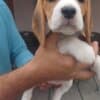 Beagle puppies photo 1